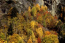 <center>Comment rester insensible devant ce tableau naturel? automne,alpes,mélèzes,bouleau 